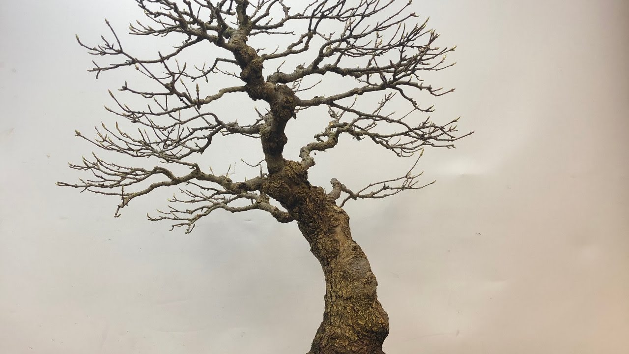 Bonsai and Mental Health Live Stream with Peter Warren and.....