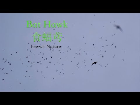a slow-motion: Bat Hawk hunting bats ... Bat Hawk, 食蝠鸢, 食蝠鳶,Macheiramphus alcinus, コウモリダカ