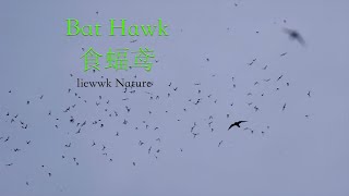 a slow-motion: Bat Hawk hunting bats ... Bat Hawk, 食蝠鸢, 食蝠鳶,Macheiramphus alcinus, コウモリダカ