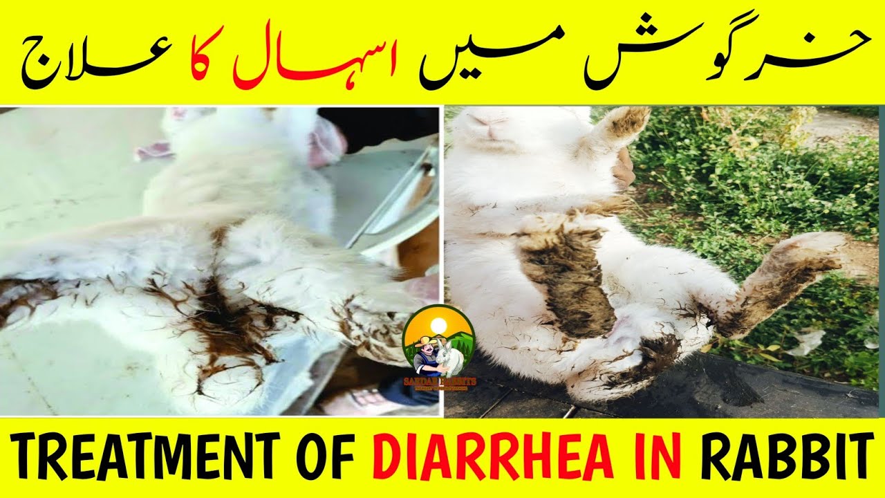 Rabbit Diarrhea Treatment | prevention |Care