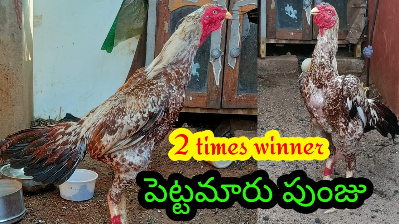 pettamaru punju available pH no...7997290765