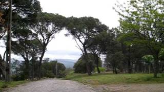 Libertação de águia-de-asa-redonda recuperada no CERVAS (Mangualde, 23 de Abril de 2008)