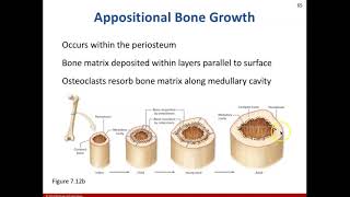 AHS 130 - Ch 7 - Section 7.5 Bone Growth & Remodeling