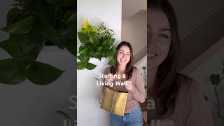 Living plant wall 🪴💚 #plants #indoorsplants