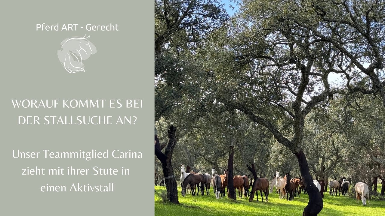 Worauf kommt es bei der Stallsuche an?