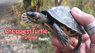 Cheapest Turtle in India | The Truth