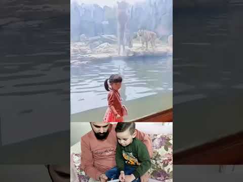 OMG Tiger Vs Girl Shorts Tiktok Trending لايك اشتراك لو سمحتو 