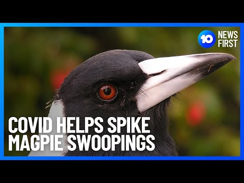 COVID Linked To Magpie Swooping Increase | 10 News First