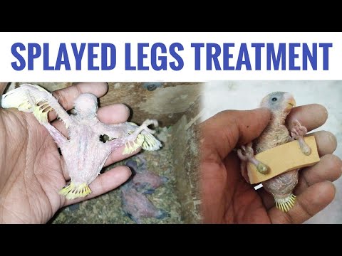 How to treat Splayed Legs in Budgies? || Splayed Legs Budgie Baby&rsquo;s treatment || All About Pets