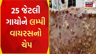 Navsari News | નવસારીમાં ફરી લમ્પી વાયરસનો કહેર યથાવત | Lumpy virus | Gujarat News