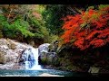 Old Japanese song by Viola solo. «Maple»