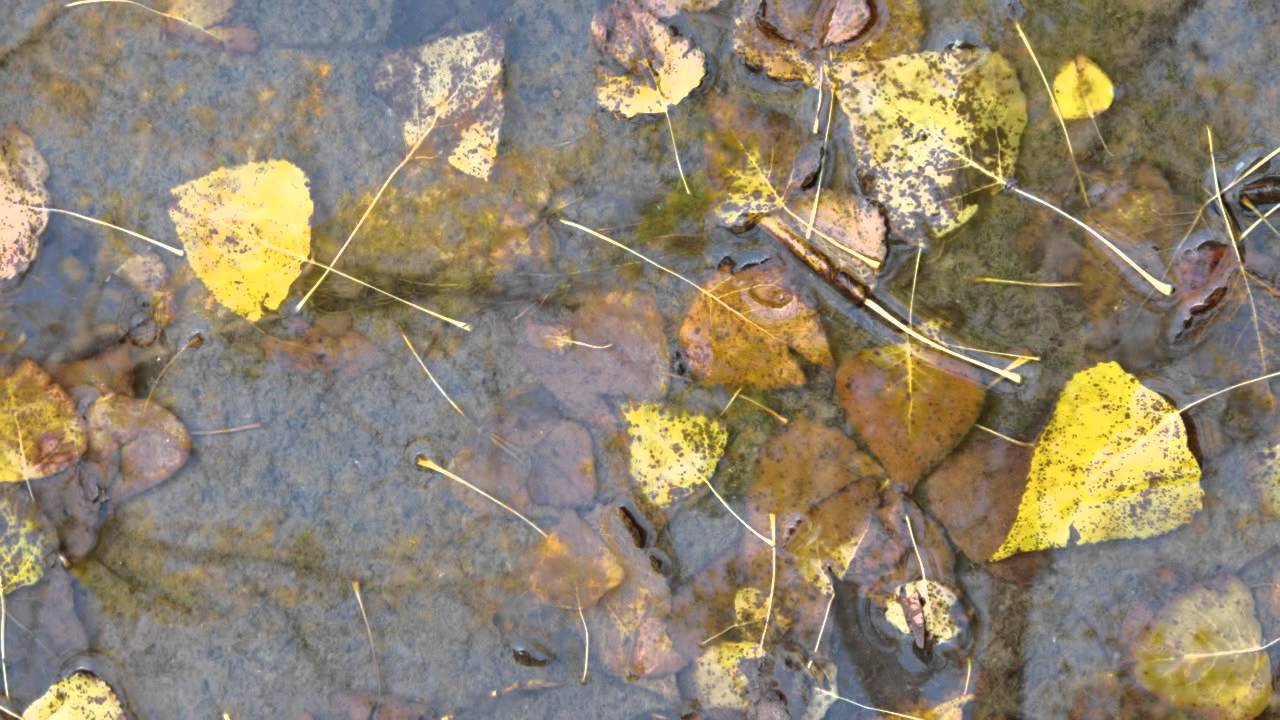 El otono en la chopera