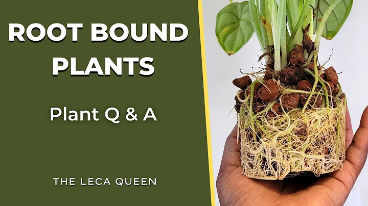 How To Repot A Root Bound Plant - The Leca Queen