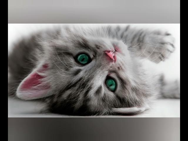 HAYVONLAR porno film Maftunkor porno yulduzlar