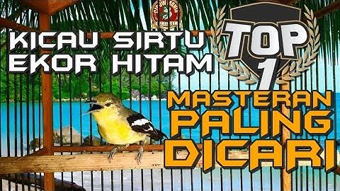 MASTERAN BURUNG SIRTU PALING TOP SANGAT ISTIMEWA UNTUK PANCINGAN BUNYI BURUNG CIPOH YANG MALAS BUNYI