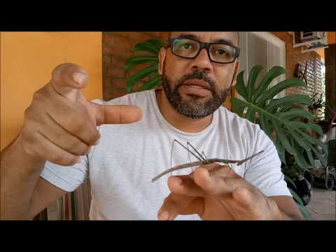 Vídeo: O que os bichos-pau comem?