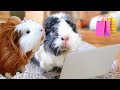 Buying My Guinea Pigs Everything They Pick!