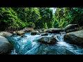 Rushing River in Deep Jungle – Relaxing Nature Sounds for Sleep &amp; Stress Relief