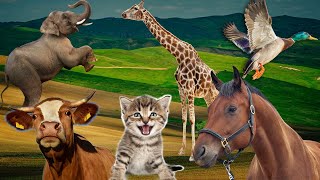 Animal sounds when winter comes  cows, cats, monkeys, elephants, goats, horses