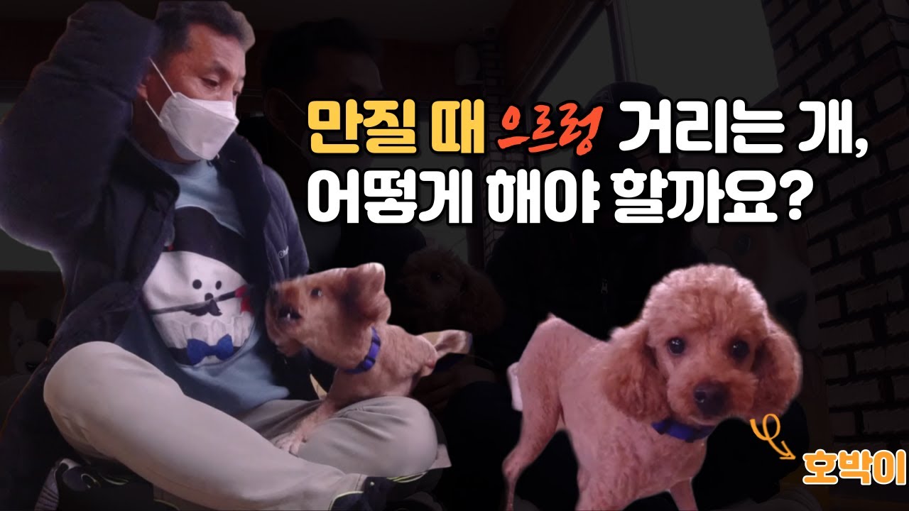 [ENG sub] 만질 때 으르렁 거리는 개, 어떻게 해야 할까요? ㅣWhat if your dog growls when touched? [이찬종TV EP.19]