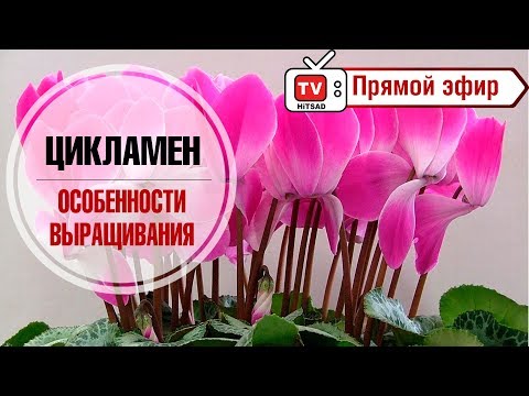 ЦИКЛАМЕН 🌺 Особенности выращивания 🌺 Почему не цветет цикламен?