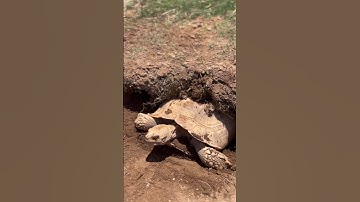 Oh The Joys Of Tortoise Parenthood! #shortvideo #tortoise #viral #shorts