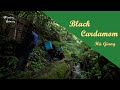 Black Cardamom | Discovery Vietnam - Ha Giang #2