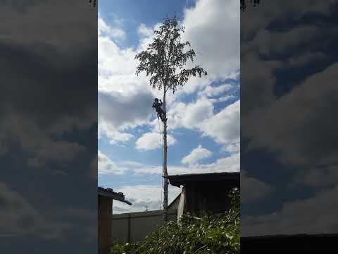 Удаление берёзы на