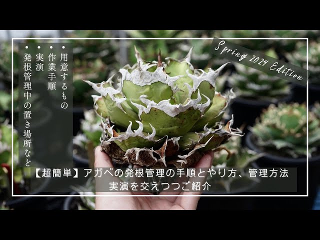超簡単】アガベの発根管理の手順とやり方、管理方法【2024年春版
