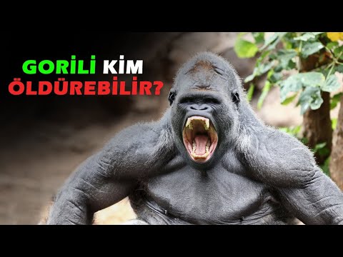 Bir Gorili Öldürebilecek 10 Hayvan