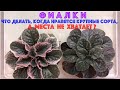 ФИАЛКИ. Что делать, когда нравятся крупные сорта, а места не хватает?