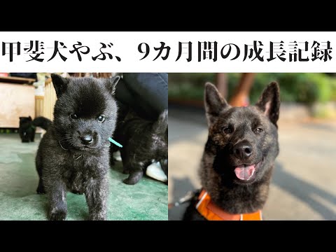 【甲斐犬】甲斐犬の子犬やぶもこんなに大きく成長しました！成長記録（生後～9カ月まで）