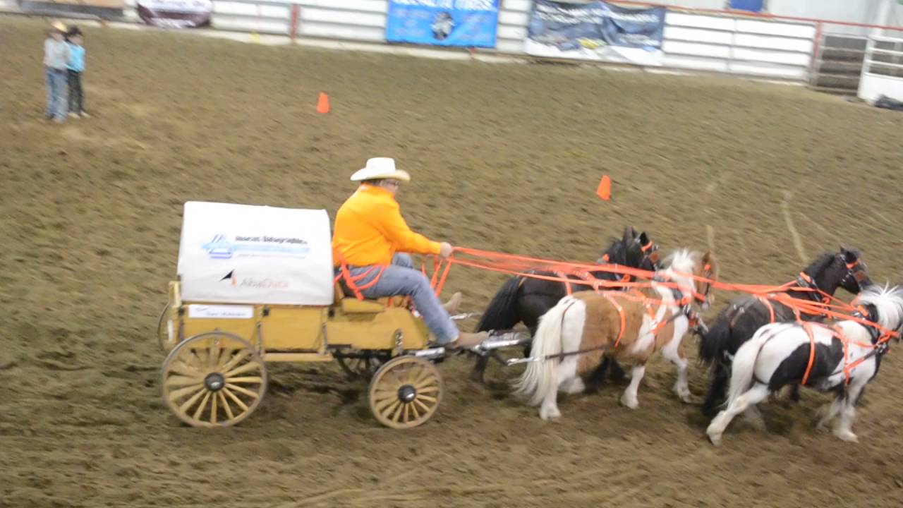 Mini Chuckwagons race during Intermission at CSPRA in High River YouTube