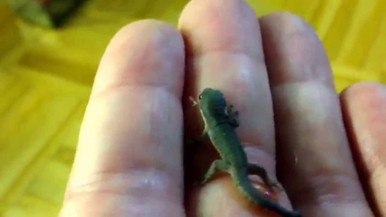 camera iphone 8 plus apk Fresh out of the egg, Phelsuma quadriocellata quadriocellata