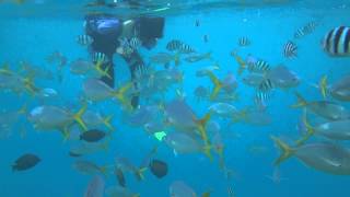 1030430 12帛琉~玫瑰珊瑚 律安恩餵魚
