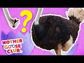 What Is It? + More | Mother Goose Club and Friends