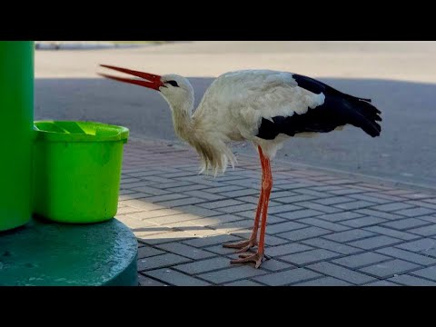 Funny stork drinking water at the gas station