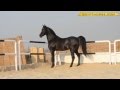 قصيدة - المهره - للشاعر حمد البريدي ( اجمل ما قيل في وصف الخيل والفروسيه )