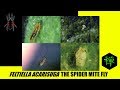 Feltiella acarisuga: The Spider Mite Fly