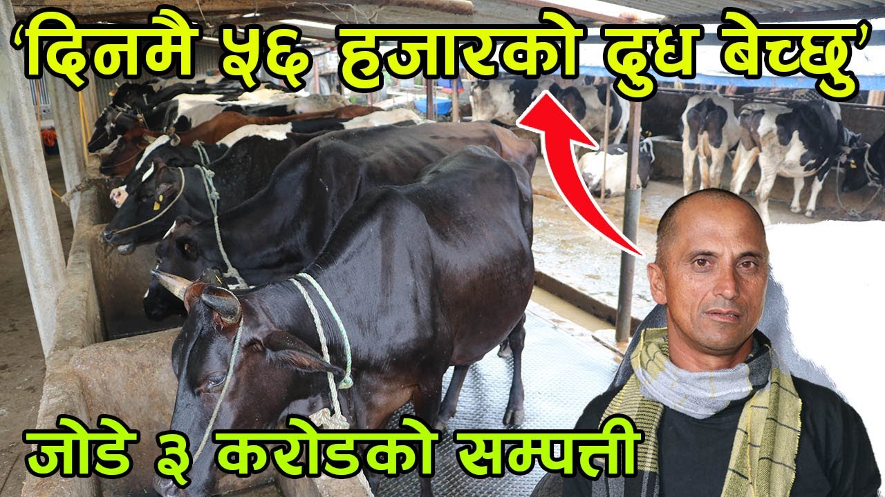 एक दिनमै ५६ हजारको दुध बेचेर २५ हजार नाफा कमाउने सफल गाई पाल्ने किसान │Nepal Chitra