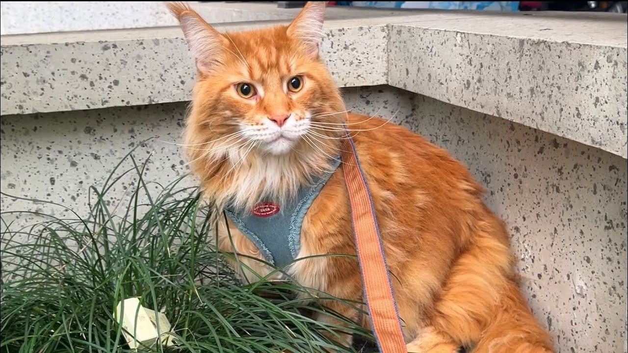 有时候真的很怀疑缅因猫到底是猫还是狗！