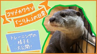 「コツメカワウソ「こりん」の日常」の動画サムネイル