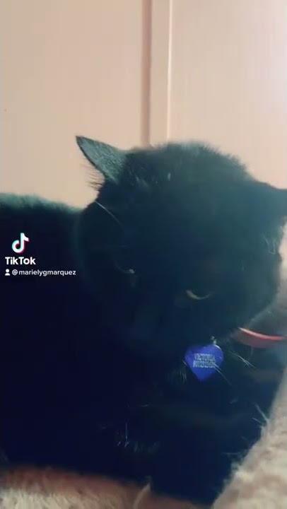 South Park Dragon a Carbon parodia Carlitos Michi y Victoria Michi