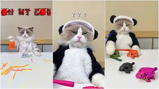 Cat Make Food That Little Puff Tiktok Compilation 2024 #9 by CƠM OFFICIAL 23,896 views 3 months ago 8 minutes, 2 seconds