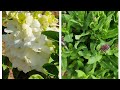 Beautiful march blooms in the garden plants are leafing out and budded up viburnum salvia