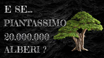 Quanti alberi per persona?