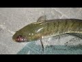 Silau ikan gabus malam hari