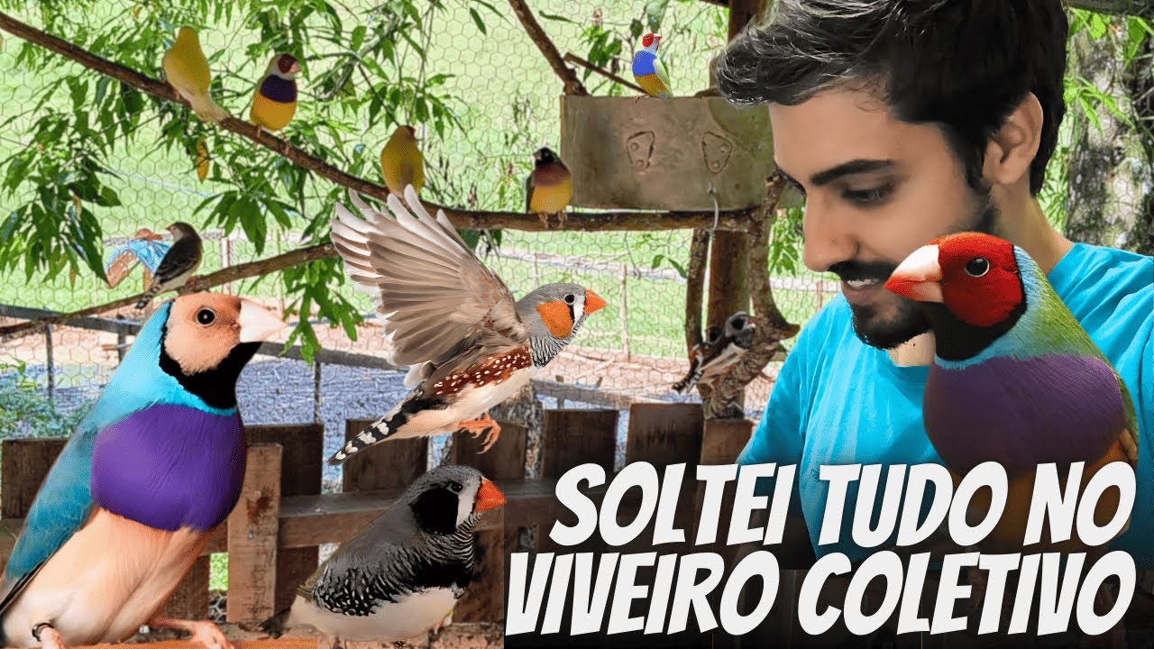 Viveiro Coletivo com Diamante de Gould e Diamante Mandarim