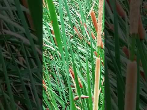 Video: Cattail broadleaf - biljka vrijedna pokroviteljstva