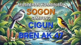 Masteran Kombinasi Sogon Sambung Cigun